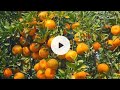 Orange fruits tree graden ll orange ki kheti ll orangefruits fruitstips fruits2023 fruits.
