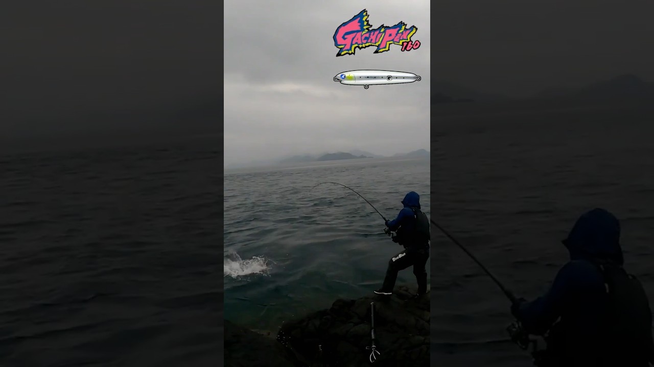 【トップ炸裂】ガチペン160でヒラマサ97cm！#shorts #ロックショア #釣り #青物 #fishing