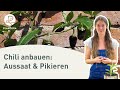 Chili anbauen aussaat  pikieren anleitung