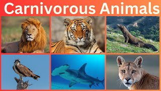 Carnivorous Animals |  Predators of the Wild | Meat Eating Animal Names