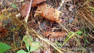진삼 큰참나물 당뇨특효  복용시 당뇨수치 안정적 효능약초