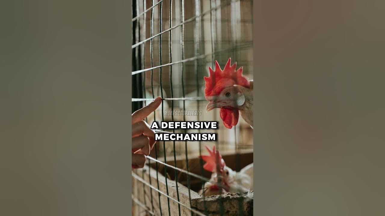 MindBlowing Chicken Hypnosis!😲 shorts subscribe chicken YouTube