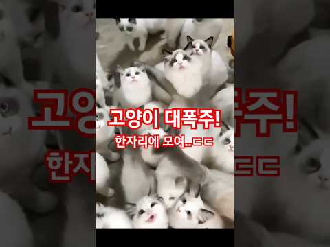 고양이 대폭주! #cat #고양이 #funny #animals #애완동물 #재미있는 #유머영상 #재미 #재미있는 #동물