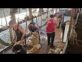 Shearing in Qld 2019