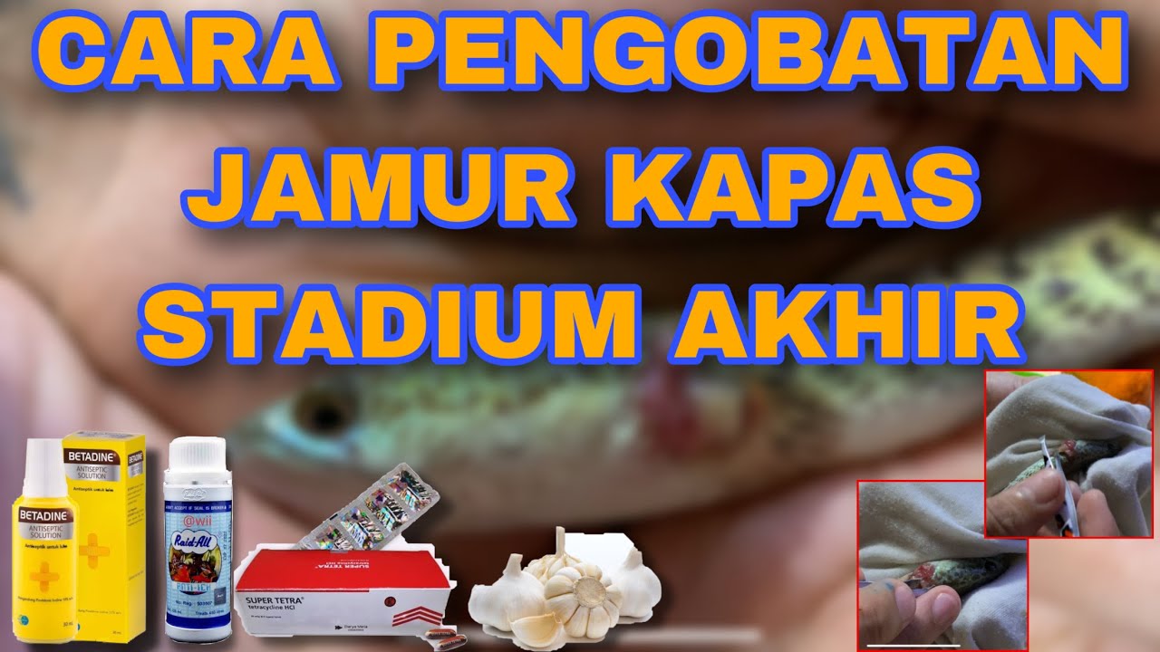 CARA MENGOBATI JAMUR KAPAS⁉️ #channaauranti #auranti 