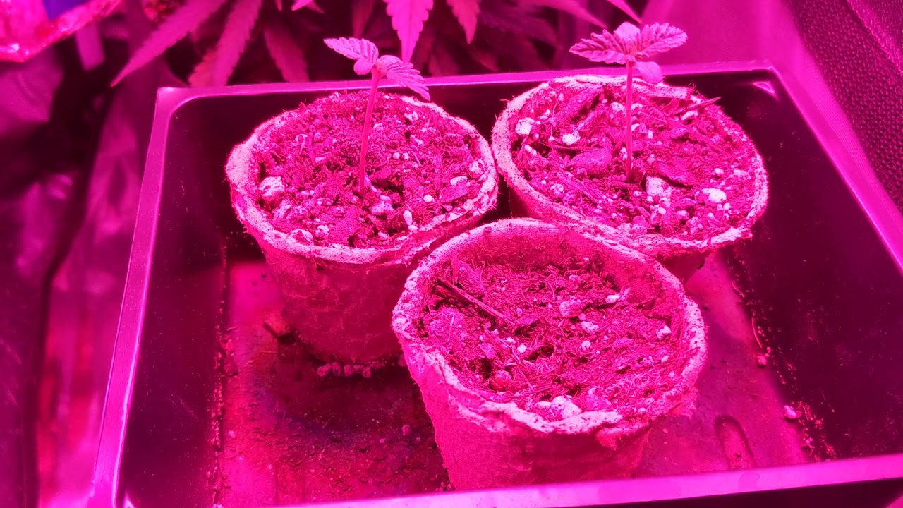 SUPER SILVER HAZE update- cheap budget medical marijuana grow tent