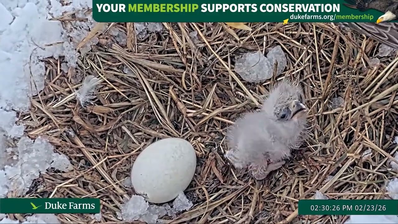 Bald Eagle - Duke Farms Eagle Cam  23.02.2026 14:26  #dukefarms #membership