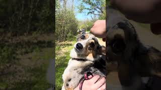 I met Lucy #dog #dogs #dogshorts