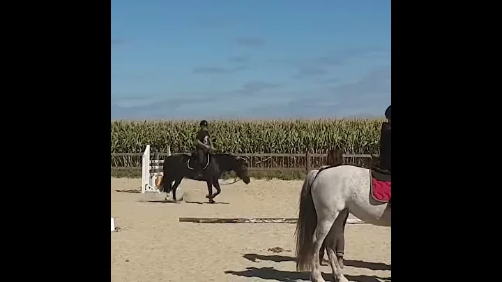 #quitation#Sonya et Dollar la reprise en douceur