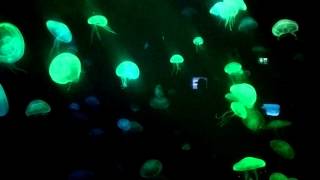 Color changing Jelly Fish