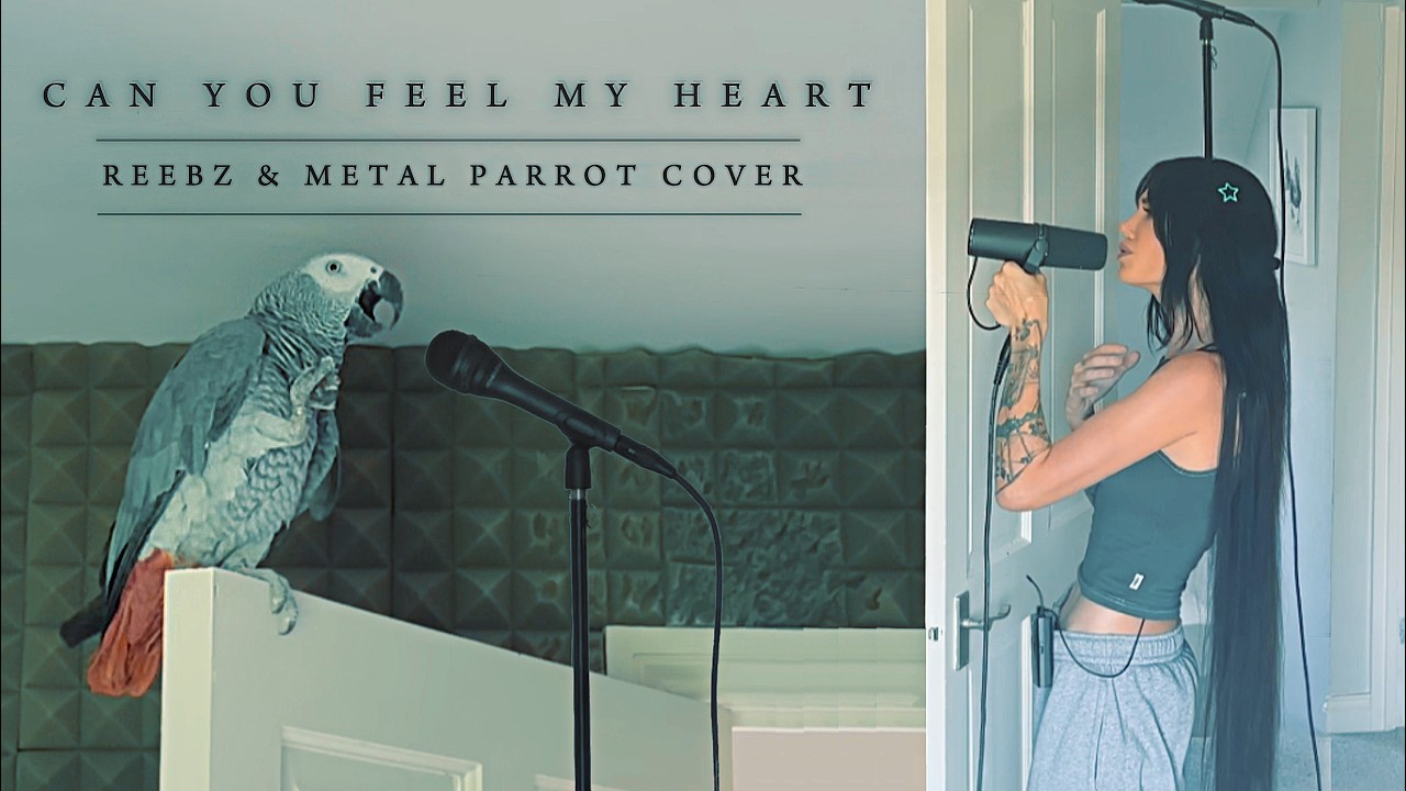 Can You Feel My Heart (REEBZ &amp; Metal Parrot cover)