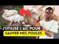 Comment prvenir et soigner les maladies des poules avec lail 