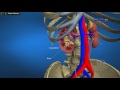 3D Обучение по анатомия – Отделителна система
