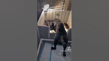 Cane corso dad doesn’t like his pups!