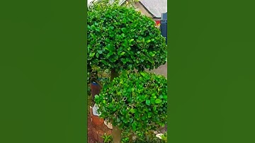streblus asper Garden#shorts #bonsai #bonsaiindonesia