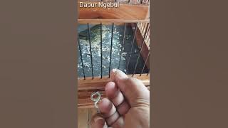 JANTAN APA BETINA..?? Trotolan Tledekan Mini // Sulingan Mini