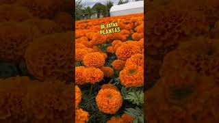 💀 DINERO QUE GENERAN LAS FLORES POR EL DÍA DE MUERTOS #mexico