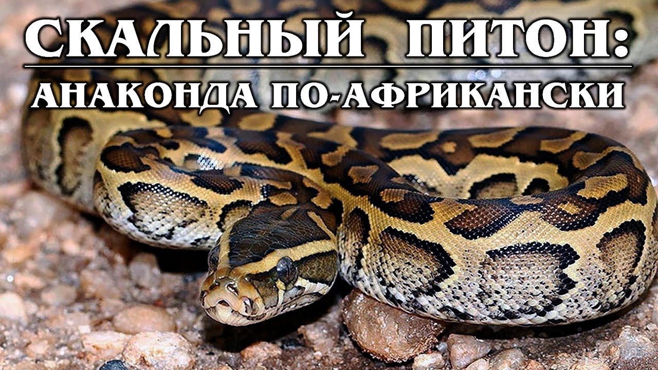 ИЕРОГЛИФОВЫЙ (Скальный) питон: Африканская "анаконда" | Интересные факты про змей