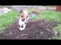 LaPerm cat playing in the dirt. の動画、YouTube動画。