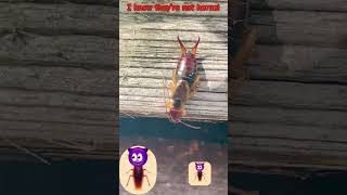 #dermaptera #earwig #invertebrate #invertebrates #insect #insects #insectlovers #insectspecies #bugs