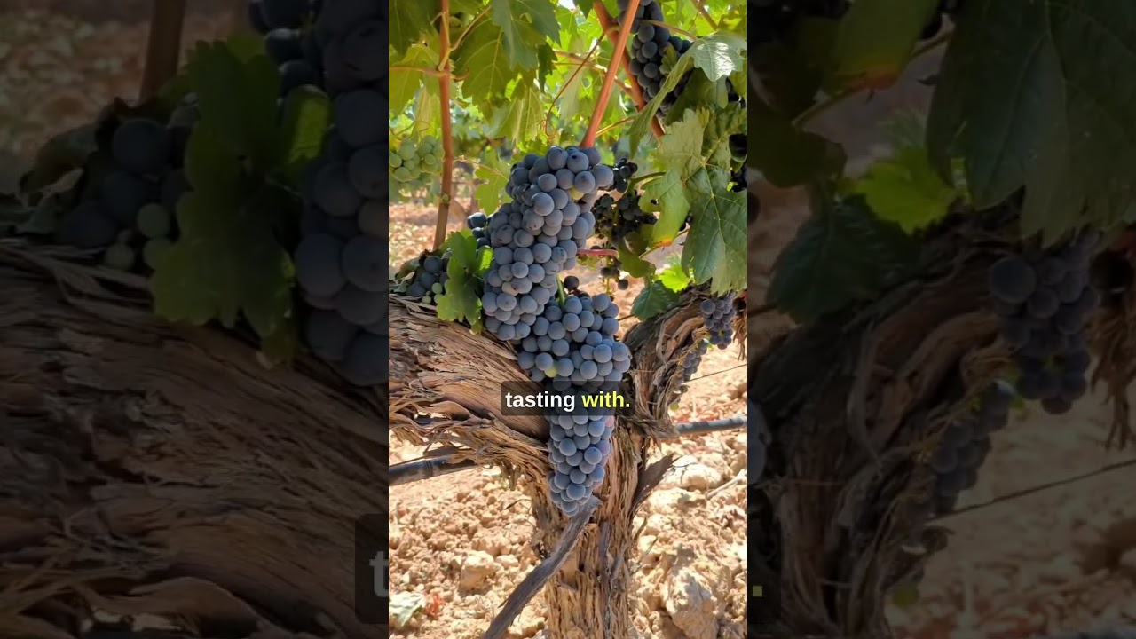 The BEST day trip for wine lovers from Madrid (Ribera del Duero)