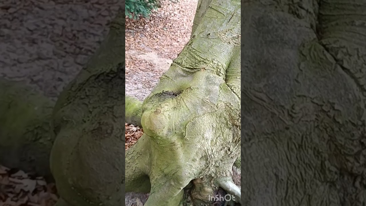 весна!! Природа 🍄‍🟫 spring!! Nature,🍄‍🟫