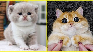 Funny Baby Cats Cute Cat Videos Compilation | Cat Vines by Cat Vines 10 views 2 years ago 5 minutes, 58 seconds