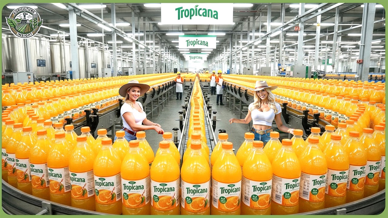 How 48 Million Tons of Fruit Juice Are Processed Worldwide   Mega Factory Production