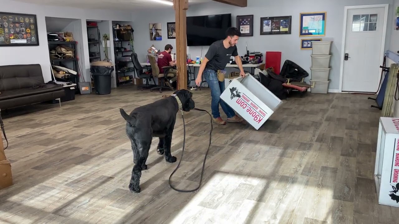 Vinny the Black Russian Terrier Week 1 training session- K9one Dog Training