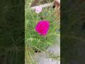 flowers#nature #plants #flowers #farming #trending #shorts #viralvideo #flower #garden #viralshorts
