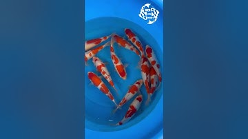Em xin Chia sẻ với các bác Cách chọn một chú cá koi nhật dòng kohaku đẹp ạ