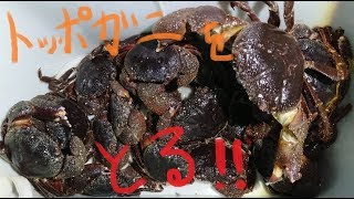 安い 冷凍トッポガニ 40匹 石鯛 イシガキ釣り 底物 冷凍餌 カニ その他 Harmonyclinics Net