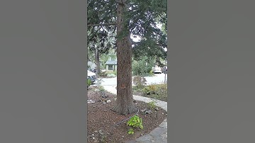 Squirrels at the big tree doing squirrel things #squirrels