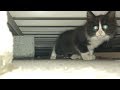 はじめて子猫を保護しました 発見から保護まで6時間