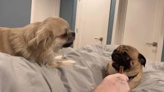 Tibetan Spaniel and Pug  Grumble time