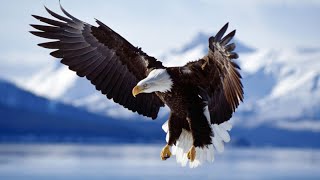 Quşların Şahı Qartal Haqqında Məlumat