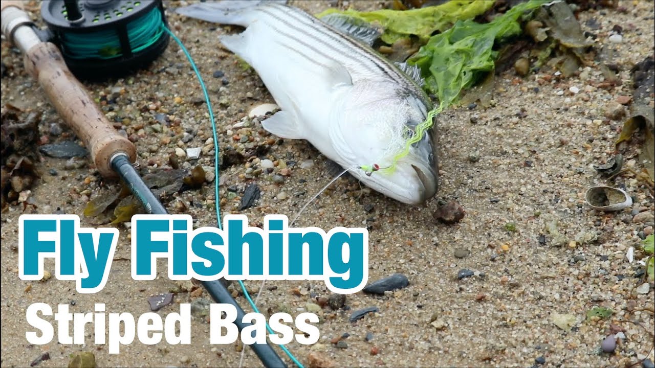 FLY FISHING For STRIPERS YouTube