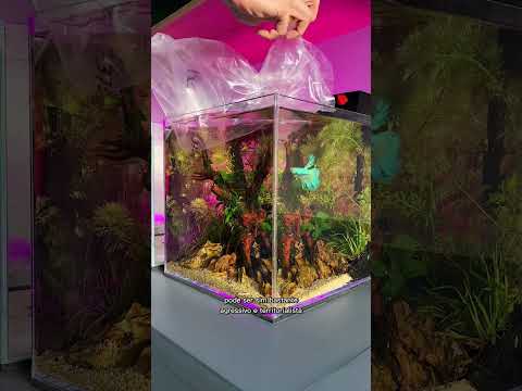 Vídeo: Melhor Betta Fish Tanks: Como escolher um aquário para o seu Betta