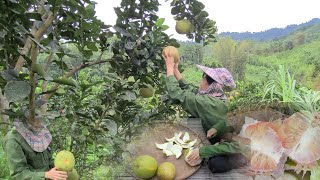 Harvest green-skinned grapefruit and enjoy delicious grapefruit.☆ Rural Life Vlog.