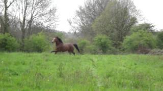 Download lagu Alouette 2 ans MP4 Alouette 2 ans MP4