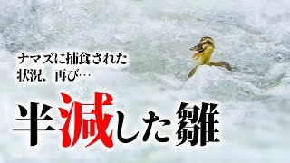 0607C③【１ヒナだけ…】雛を魚に捕食されたカルガモ親子がまた登れない…数も半分に。なぜ？【野鳥撮影の日記と観察、解説】みんなの動物園で引っ越し放送のカモの親子