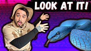 PACNWRS Reptile Expo (Day 2, April 2022)