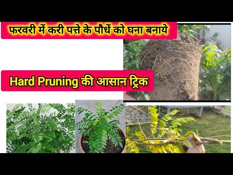 🌿फरवरी में आसान तरीके से करी प्लांट की hard pruning करे|| और पाए घना करी प्लांट वो भी फ्री में|