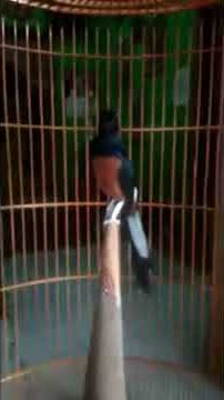 murai batu rasa cucak cungkok #shorts