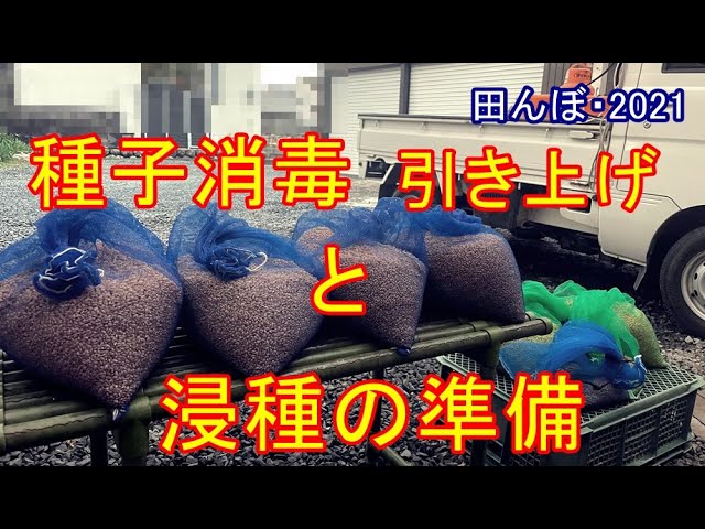 Seed disinfection and soaking 1 Rice field 2021 20210321 - YouTube