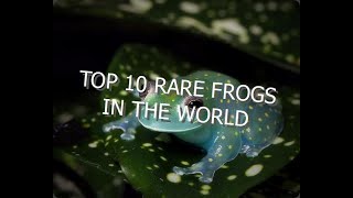 TOP 10 RARE FROGS IN THE WORLD