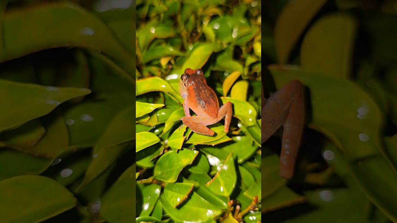 Unbelievable Jungle Sounds! Listen to the BUSH FROG Call. 