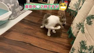 保護猫　神ジンがやって来た‼