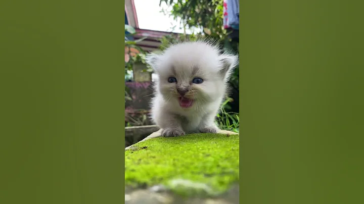 Watch the video about Cute baby ragdoll cat miawing #cutecat #catcute #cutekitten #cat #ragdoll #kitten #gato #meo #cats