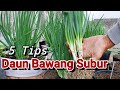 Cara Sederhana Menanam Daun Bawang||ANTI GAGAL